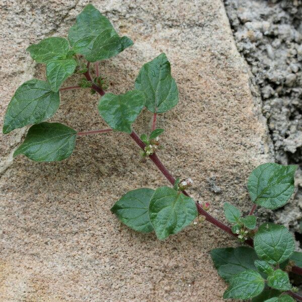 Parietaria lusitanica برگ