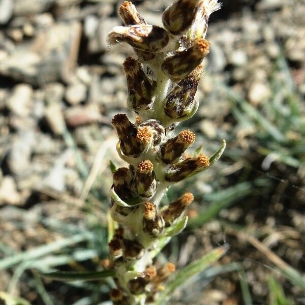 Omalotheca sylvatica Flower