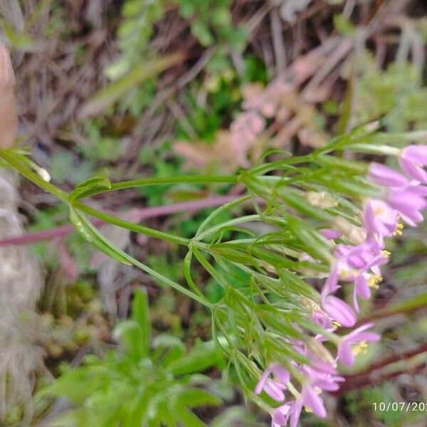 Centaurium erythraea Flower