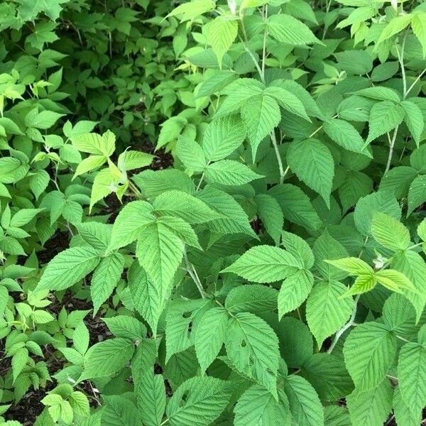 Rubus occidentalis Feuille