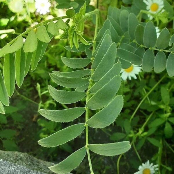 Galega officinalis 叶