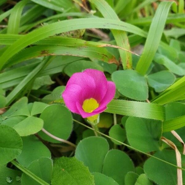 Oxalis purpurea 花