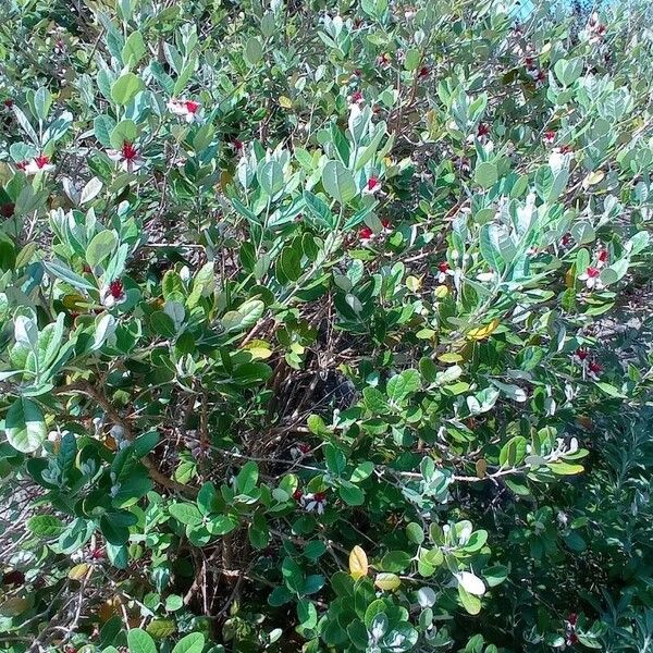 Acca sellowiana Habit