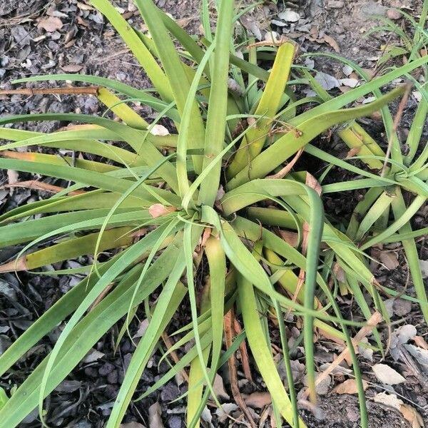 Agave bracteosa পাতা