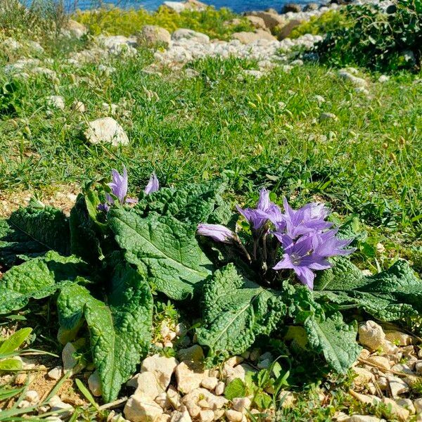 Mandragora autumnalis പുഷ്പം