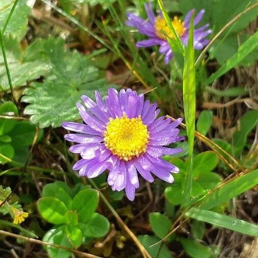 Aster alpinus Kvet