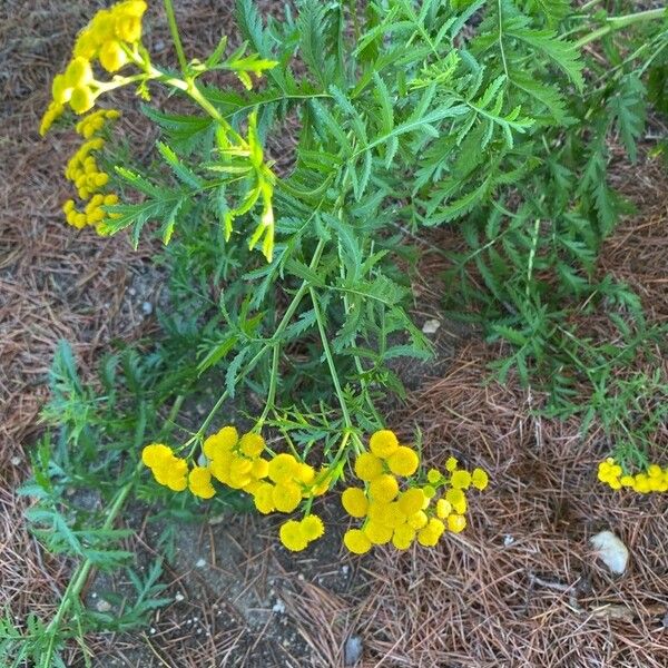 Tanacetum vulgare Liść