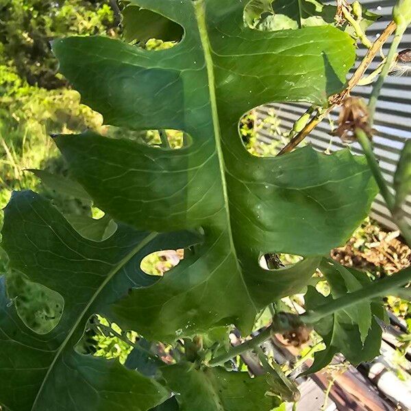 Lactuca biennis Ліст