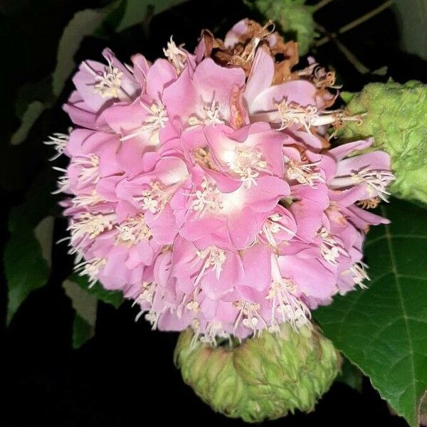 Dombeya wallichii Blodyn