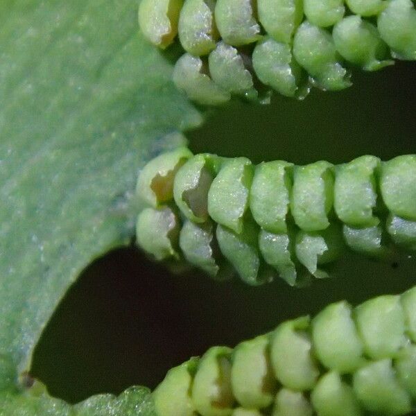 Lygodium microphyllum Folio