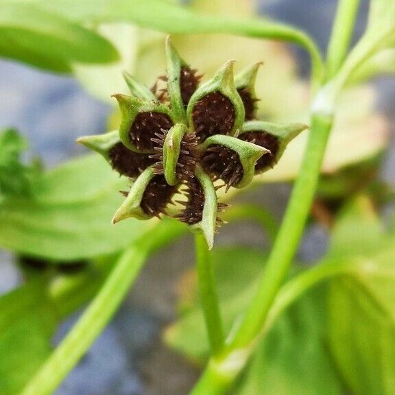 Ranunculus muricatus Fruto