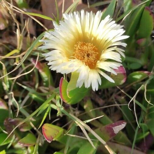 Carpobrotus edulis 花