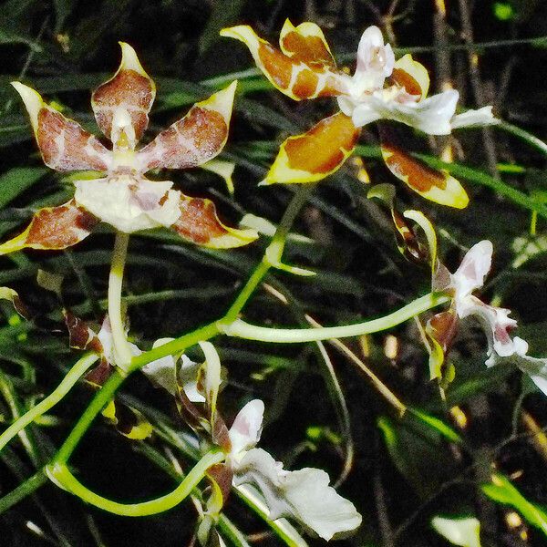 Oncidium altissimum 花