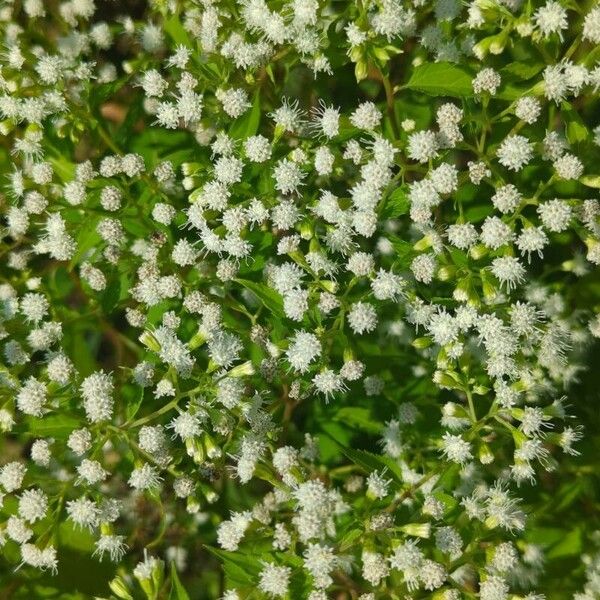 Ageratina altissima 花