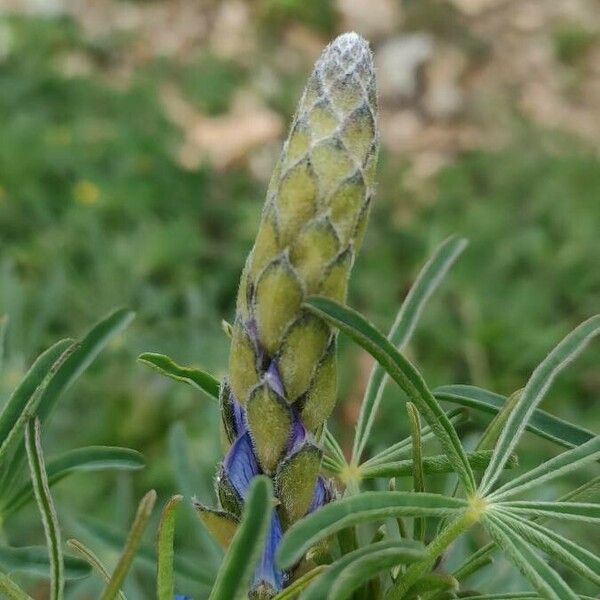 Lupinus angustifolius Blomma