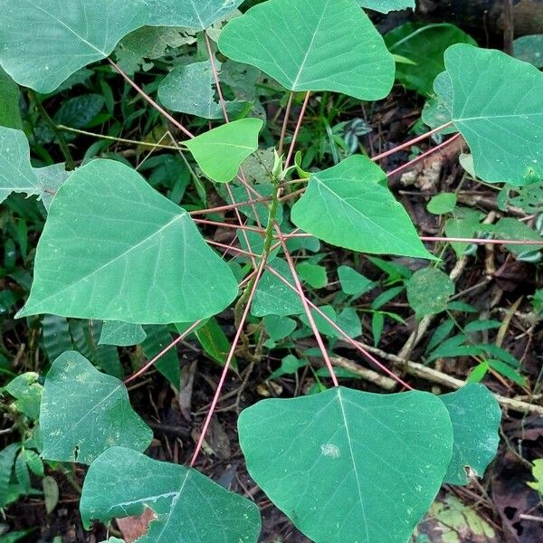 Homalanthus populneus Leaf