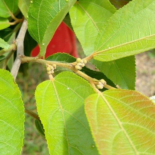 Guazuma ulmifolia Frutto