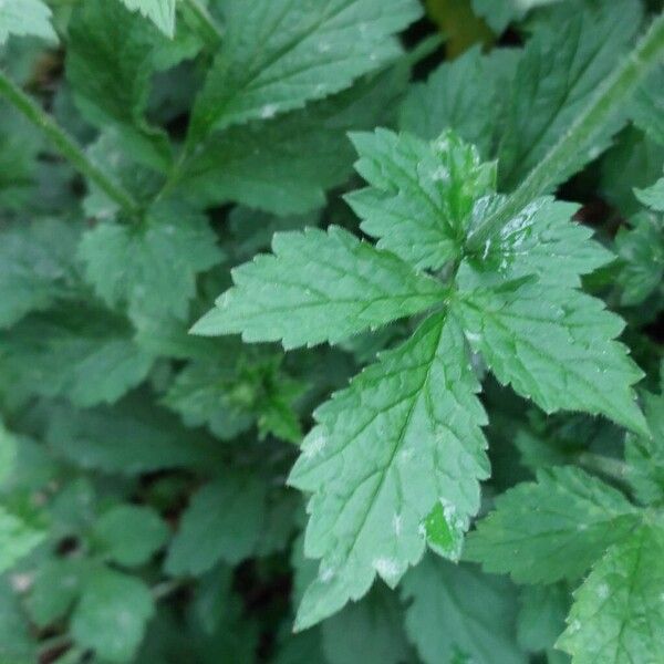 Geum urbanum Leaf