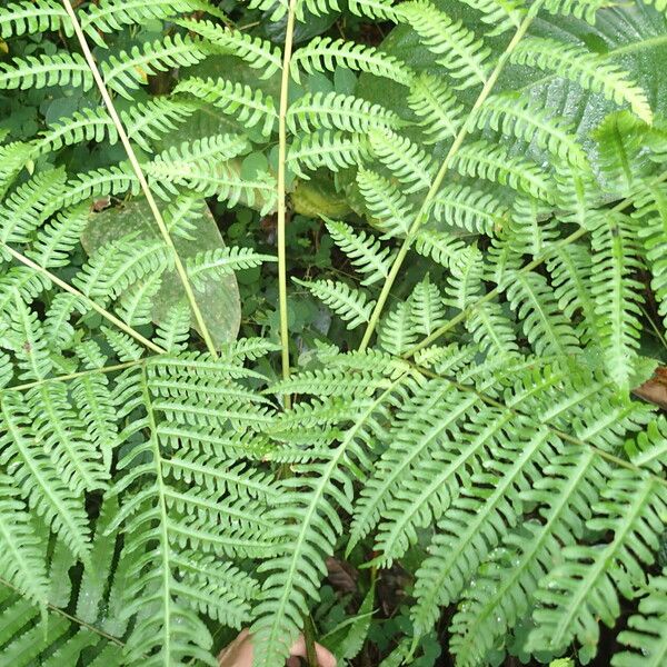 Pteris tripartita Hostoa