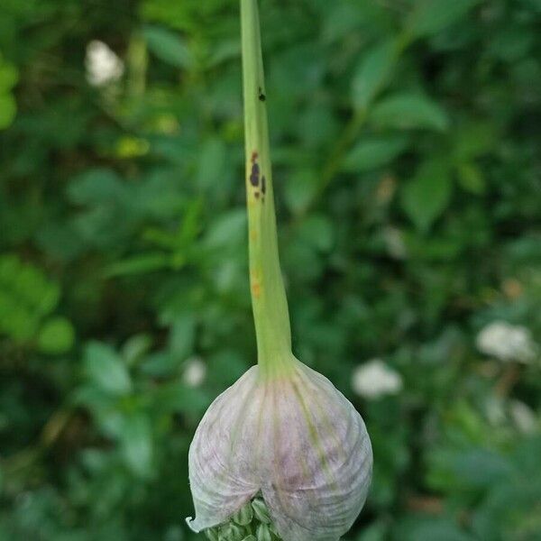 Allium vineale 花
