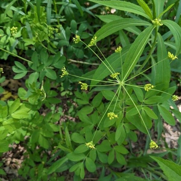 Taenidia integerrima Flower