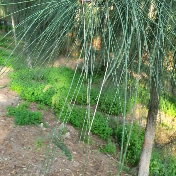 Casuarina cunninghamiana Fuelha