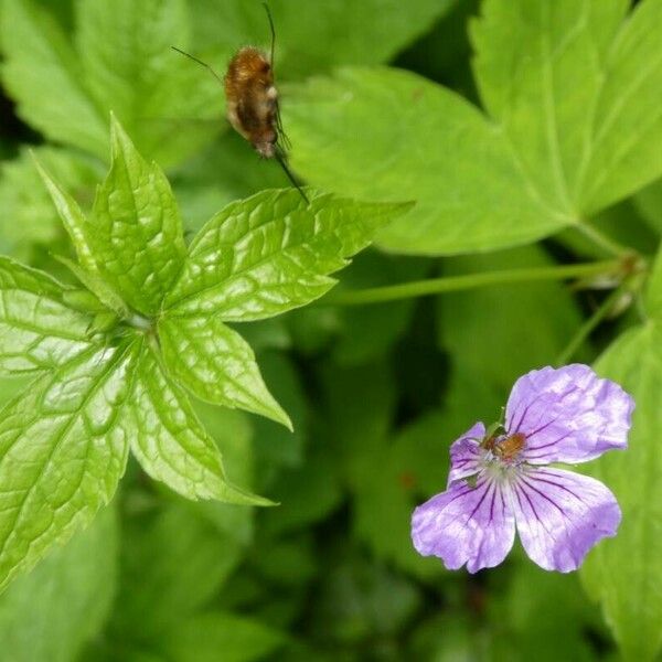 Geranium nodosum Flower