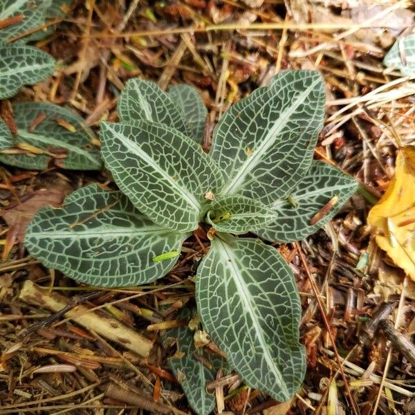 Goodyera pubescens Folha