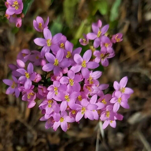 Centaurium erythraea ফুল