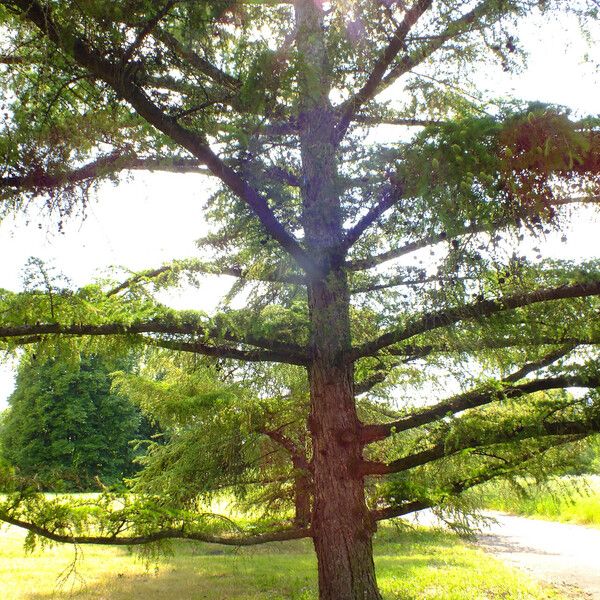 Larix kaempferi Tervik taim