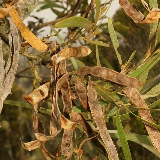 Acacia heterophylla Fruit