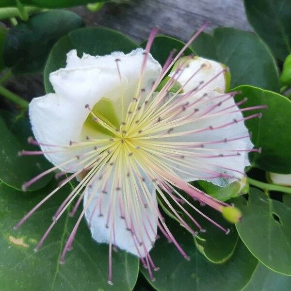 Capparis spinosa Õis