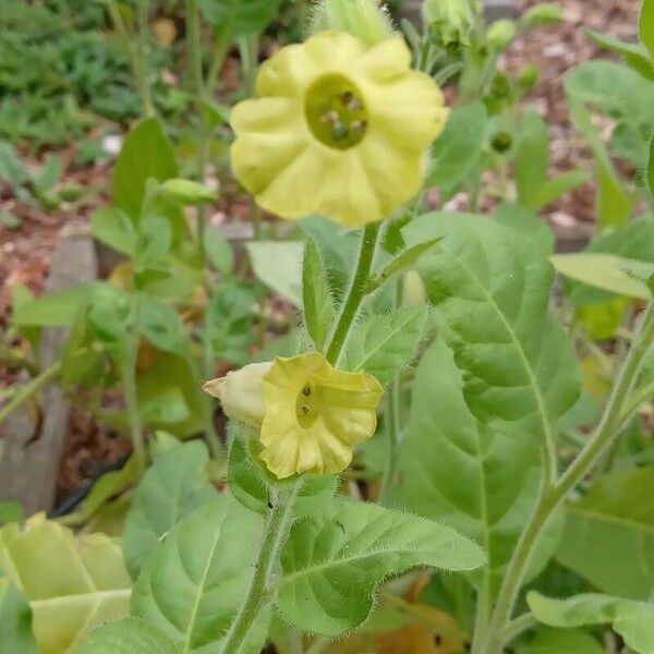 Nicotiana rustica 整株植物