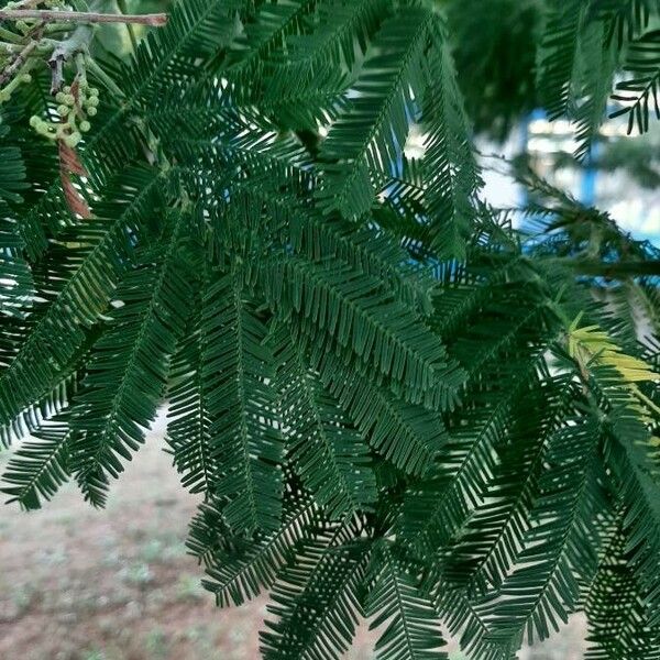 Acacia dealbata Blad