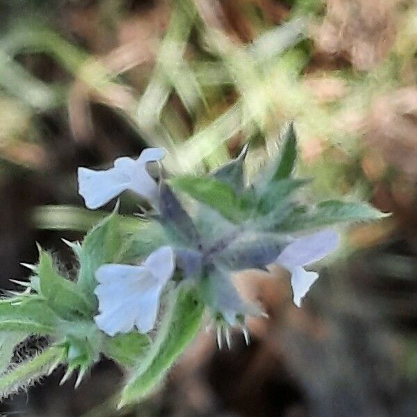 Sideritis romana 花