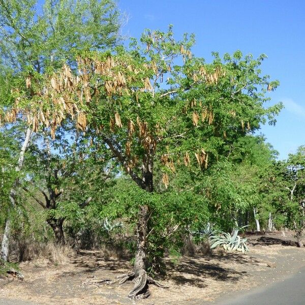 Albizia lebbeck Habit