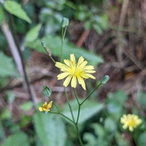 Lapsana communis 花