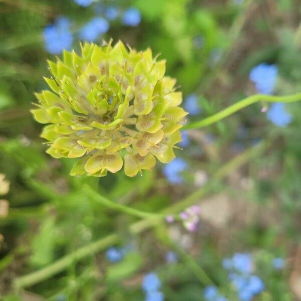 Iberis umbellata Flower