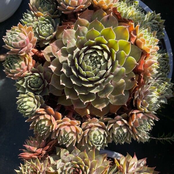 Sempervivum tectorum Лист