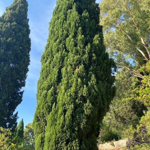 Cupressus sempervirens Fulla