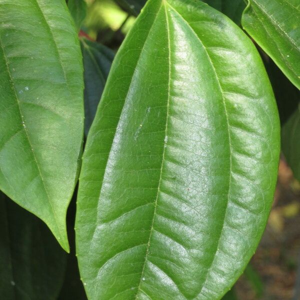 Viburnum cinnamomifolium