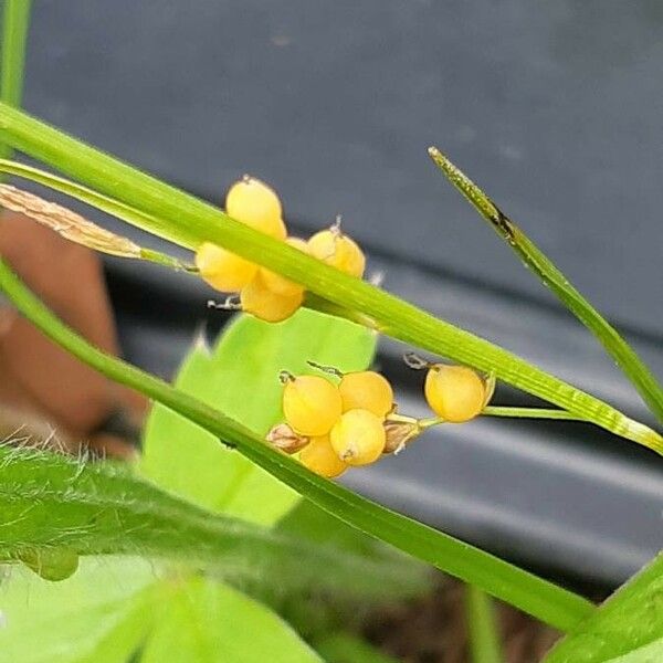 Carex aurea Плод