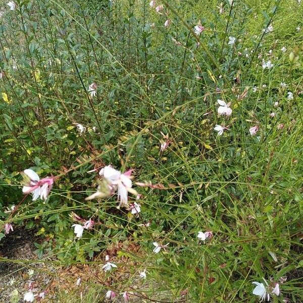 Oenothera lindheimeri Кветка