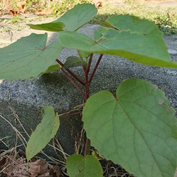 Clerodendrum bungei Blad