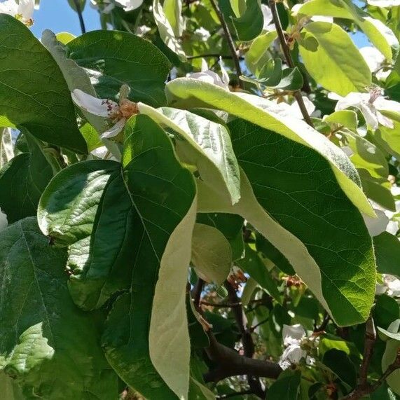 Cydonia oblonga Leaf