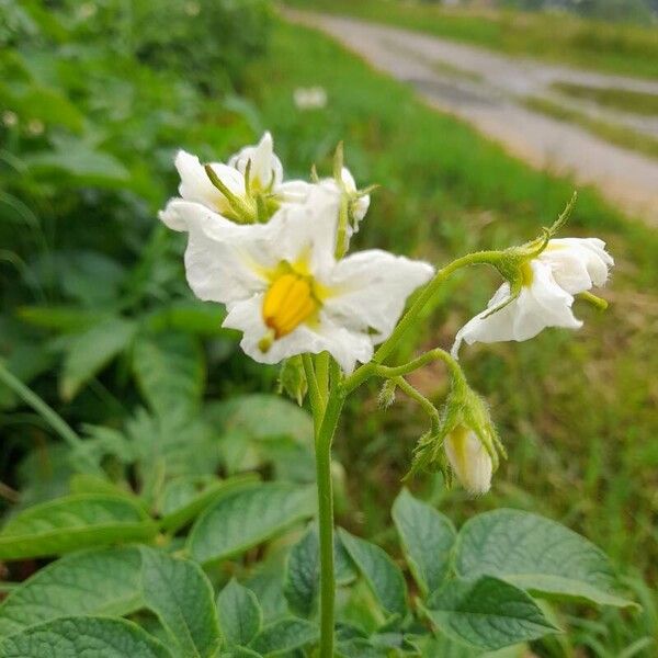 Solanum tuberosum പുഷ്പം