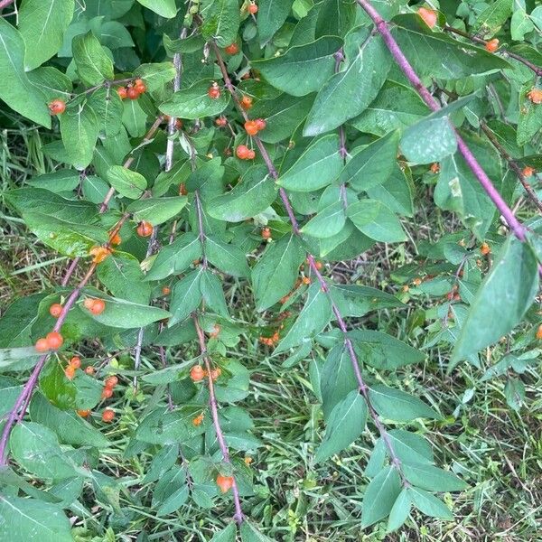 Lonicera tatarica Frucht