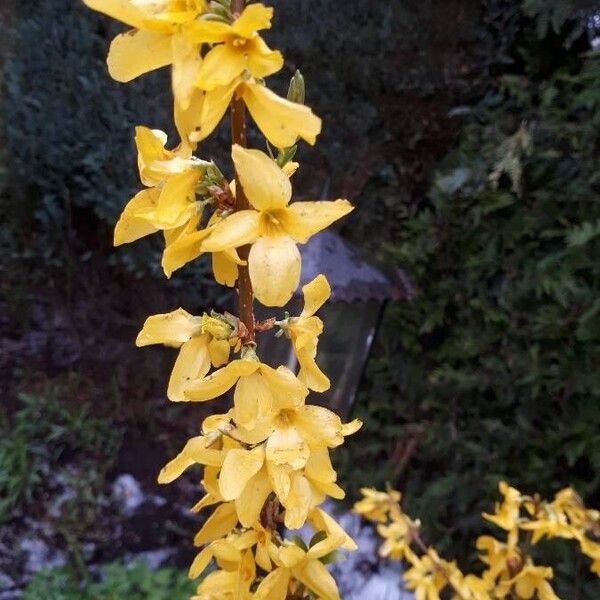 Forsythia suspensa Цвят