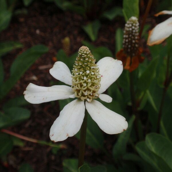 Anemopsis californica Květ