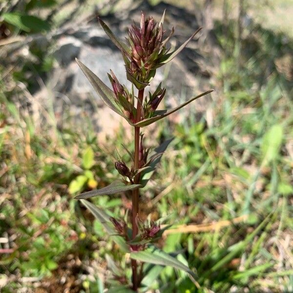 Gentianella amarella Blüte